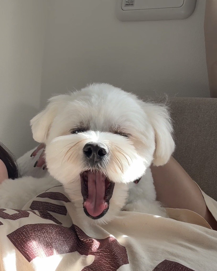 _kinarinari's tweet photo. あくびしてる犬、無防備すぎてかわいい https://t.co/hwT4YOH9gn