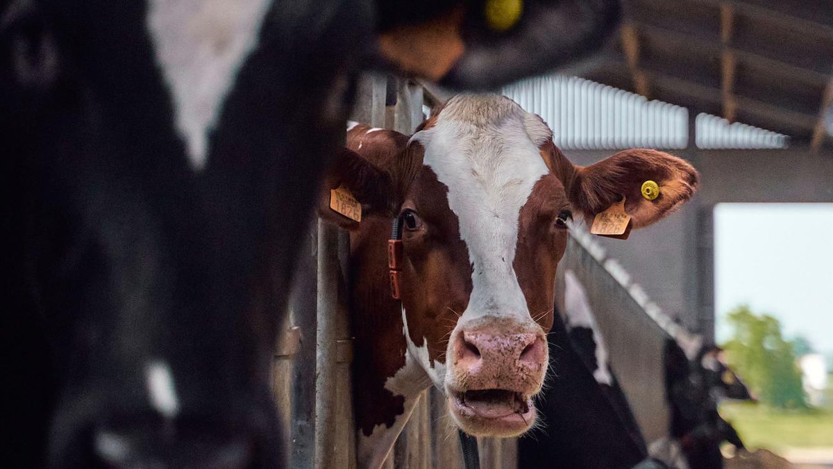 france_soir's tweet photo. 🐄💉 Lutter contre le réchauffement climatique avec un vaccin... Rien n'arrête #BillGates.
La Nouvelle-Zélande, devient le nouveau terrain d'essai d’un #vaccin anti-méthane pour réduire les rots et pets des vaches !
#Climat #Methane #NouvelleZelande 

L'article en 1er commentaire 👇