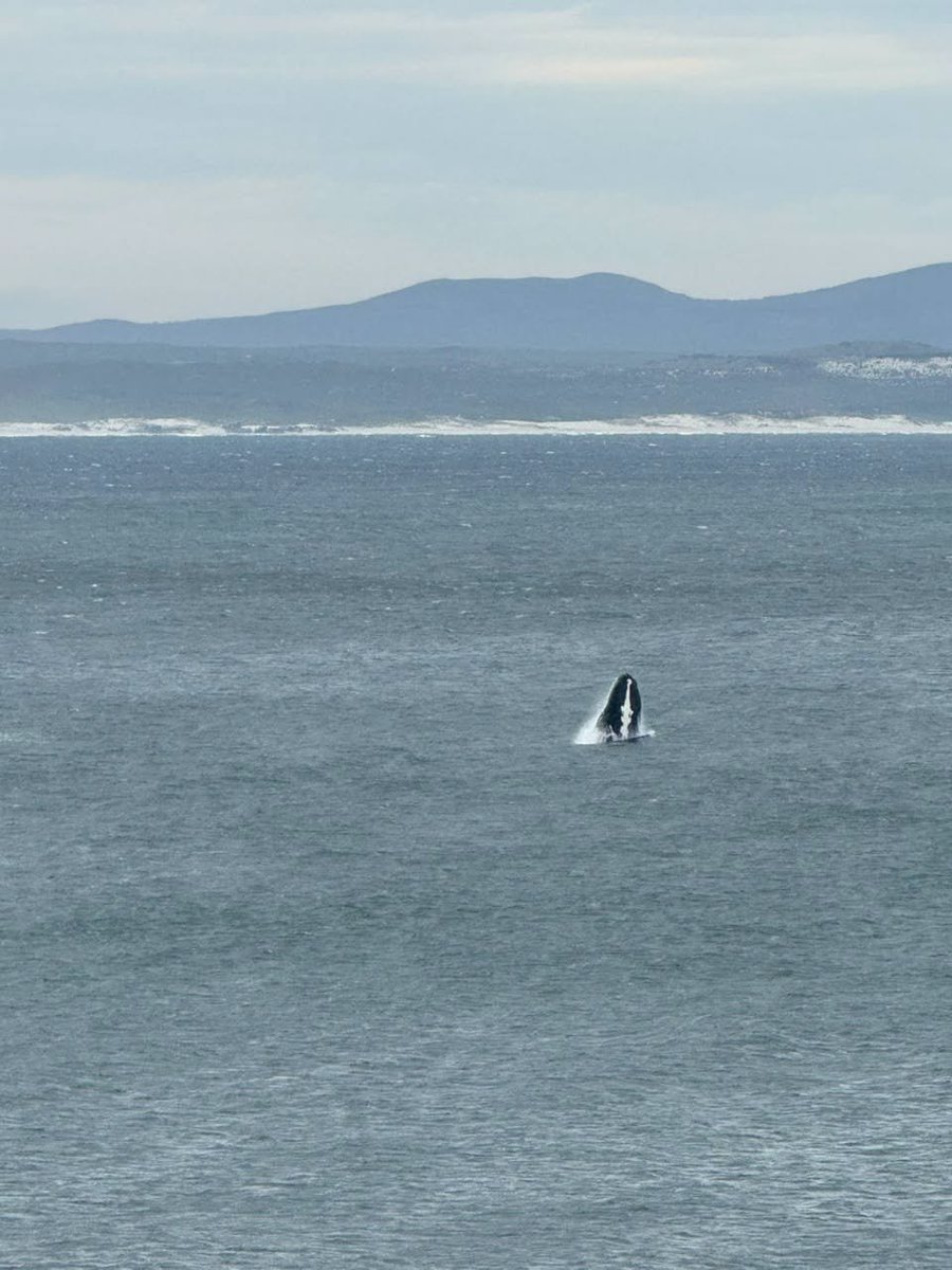 HermanusTourism's tweet photo. What a show at Hermanus Old Harbour! ๐๐ฆThe whales are putting on a spectacular display along our coastline.
#explorehermanus #whalewatchingcapital #capewhalecoast https://t.co/ozaX4FoVsr