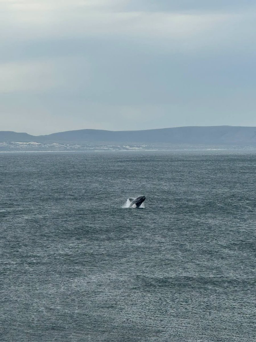 HermanusTourism's tweet photo. What a show at Hermanus Old Harbour! ๐๐ฆThe whales are putting on a spectacular display along our coastline.
#explorehermanus #whalewatchingcapital #capewhalecoast https://t.co/ozaX4FoVsr