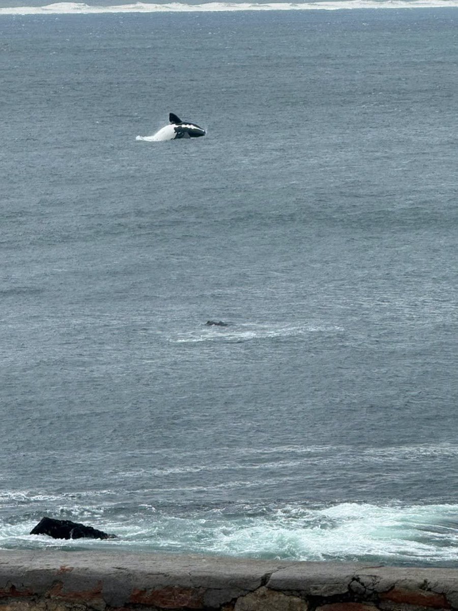 HermanusTourism's tweet photo. What a show at Hermanus Old Harbour! ๐๐ฆThe whales are putting on a spectacular display along our coastline.
#explorehermanus #whalewatchingcapital #capewhalecoast https://t.co/ozaX4FoVsr