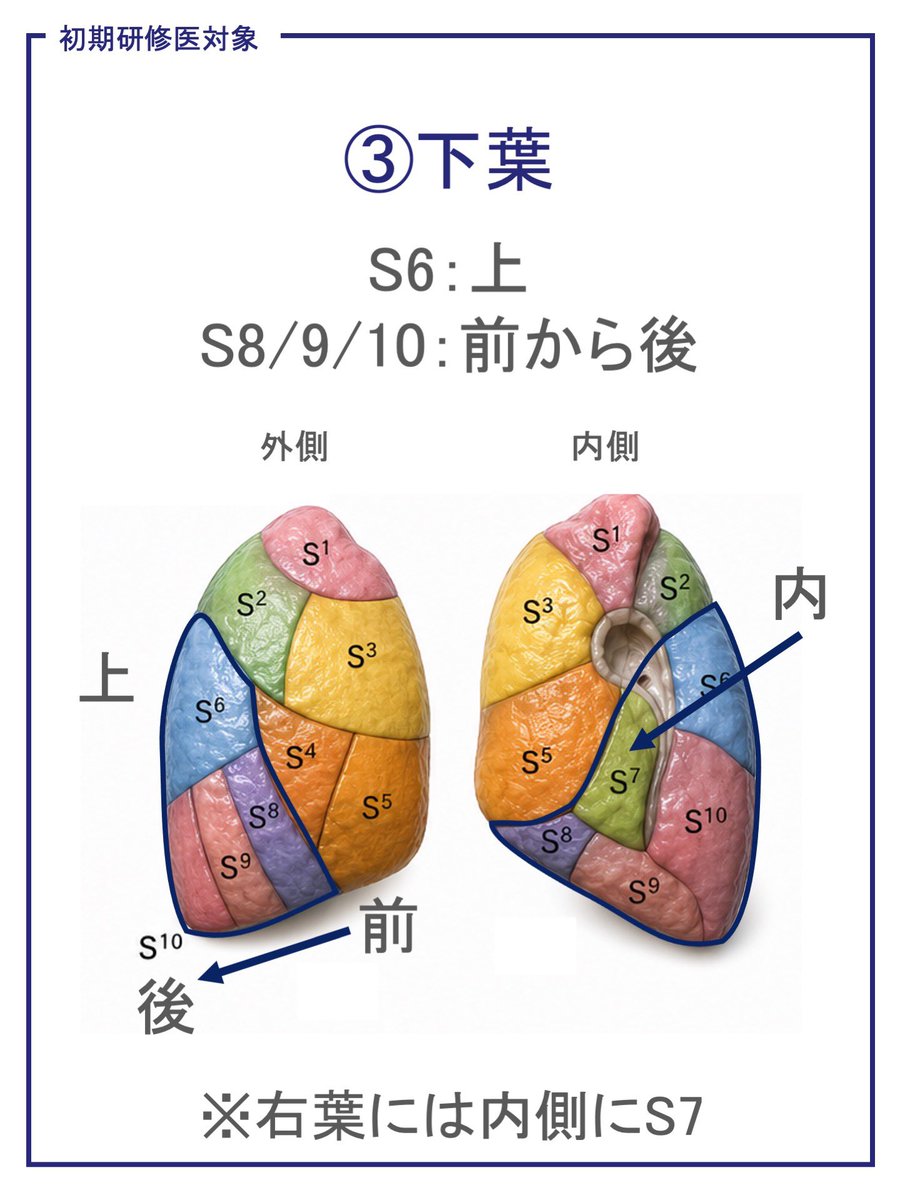 toi_nishikawa's tweet photo. がんの読影まとめ！
正常解剖④肺区域

阪大放射線治療科Instagram 
https://t.co/VO6Yg54Eiq https://t.co/SJpNCj0QWO
