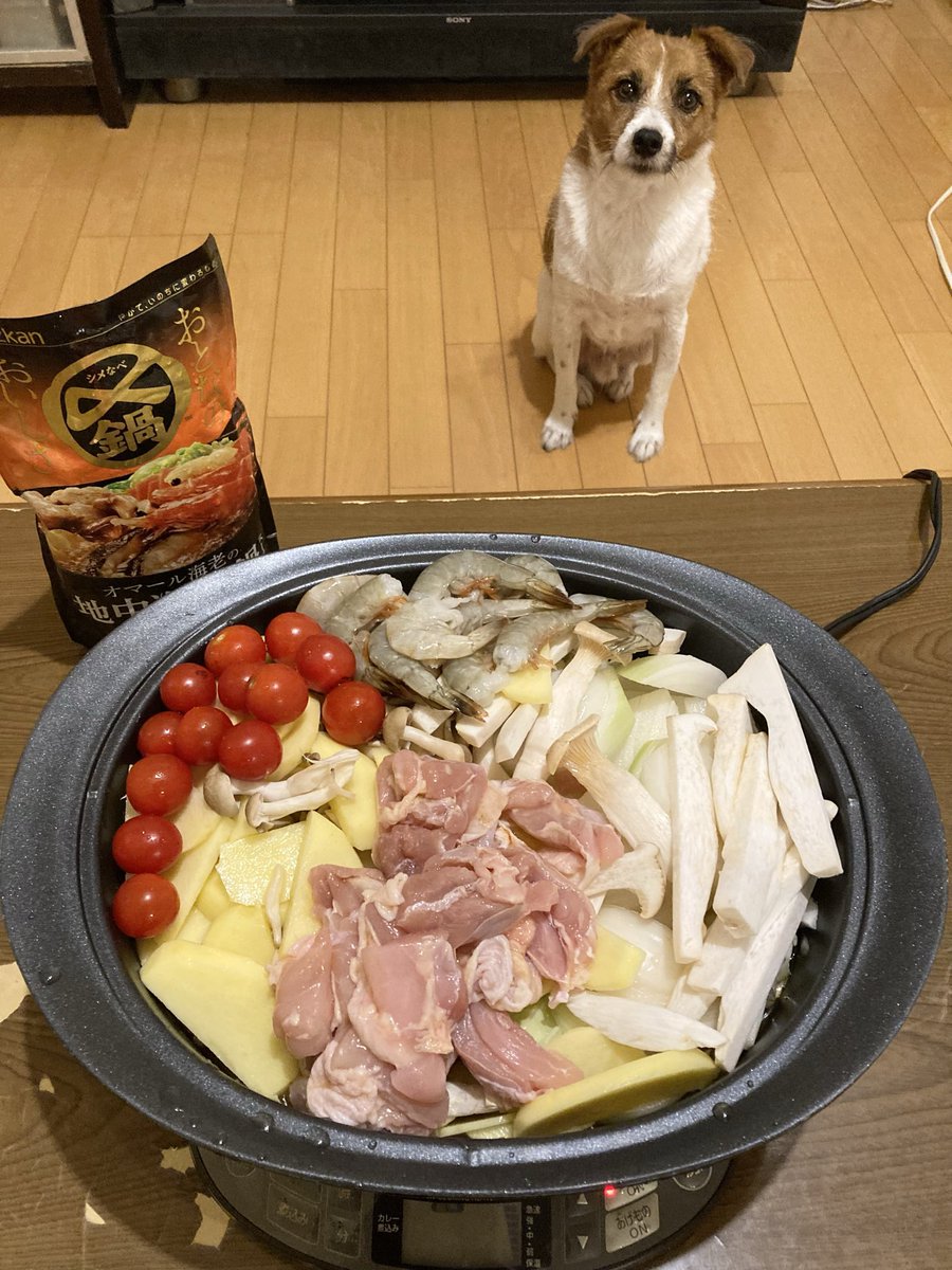 00_minomino_00's tweet photo. 🐶ボク、鍋食べられるワン！

 #鍋の季節
 #ジャックラッセルテリア https://t.co/t07ed6GSvV