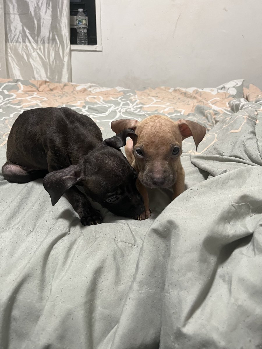 SoulReaperQ's tweet photo. 🐾❤️ TWO ADORABLE PUPPIES LOOKING FOR THEIR FOREVER HOMES! ❤️🐾

Meet these two precious little pups! 🥹🐶 One has a beautiful chocolate-brown coat, while the other has a gorgeous reddish-tan coat. Both are full of cuteness and looking for loving families to call their own! 🏡❤️ https://t.co/RXWMtqrC96