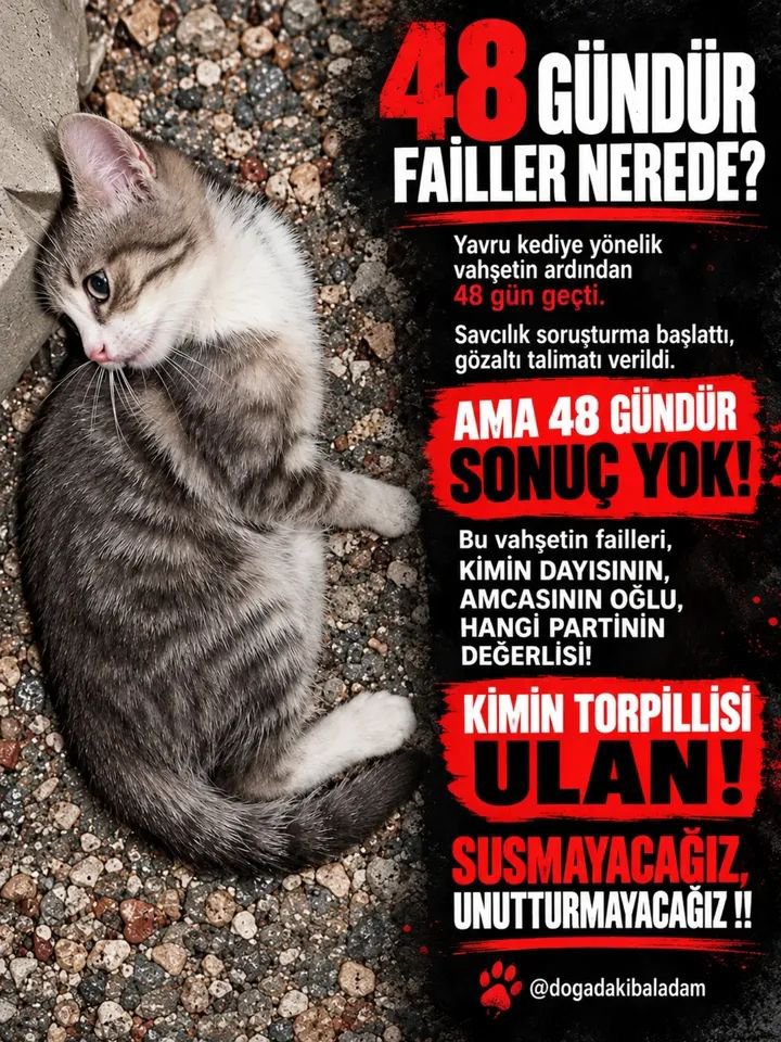 Nez1524's tweet photo. 48 GÜNDÜR FAİLLER NEREDE?
Yavru kediye yönelik vahşetin ardından 48 gün geçti.
Savcılık soruşturma başlattı, gözaltı talimatı verildi.
AMA 48 GÜNDÜR SONUÇ 

KİMİN TORPİLLİSİ BU PSİKOPAT! SUSMAYACAĞIZ. UNUTTURMAYACAĞIZ !!
@EmniyetGM https://t.co/euaJb4FKtY