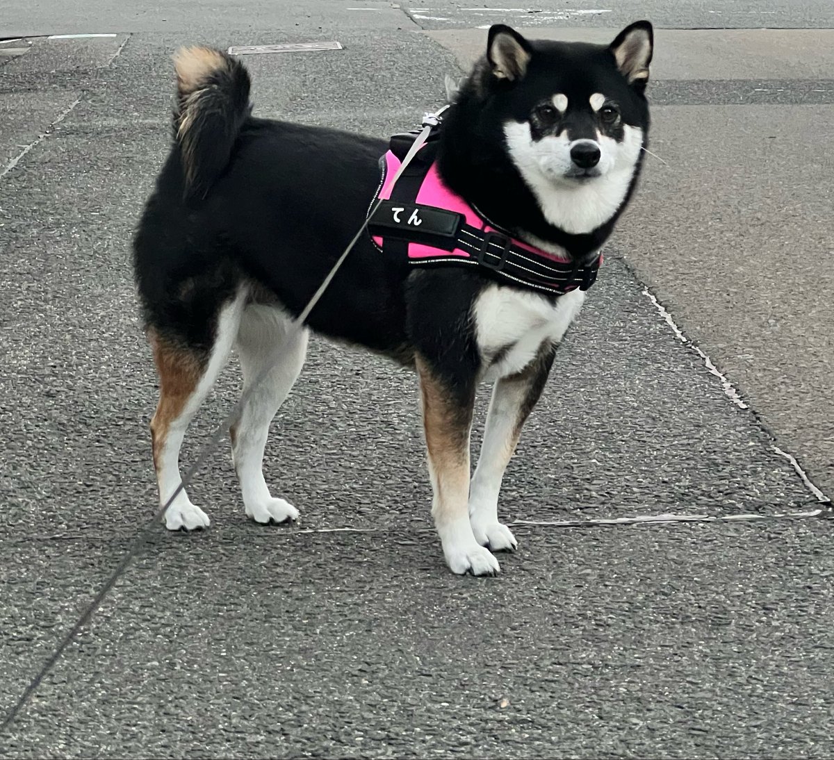 tenchan_1102's tweet photo. やっぱりむちむちか🤔
#柴犬 #黒柴 #むちむち https://t.co/mVY5zBaSx8