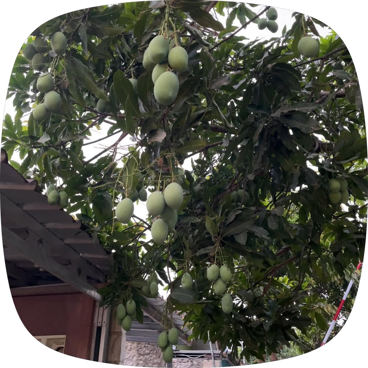 erwinnurfida_'s tweet photo. pohon manggaku berat sebelah🤣 https://t.co/L7Fyn20RuP