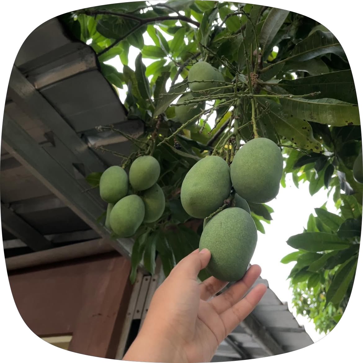 erwinnurfida_'s tweet photo. pohon manggaku berat sebelah🤣 https://t.co/L7Fyn20RuP