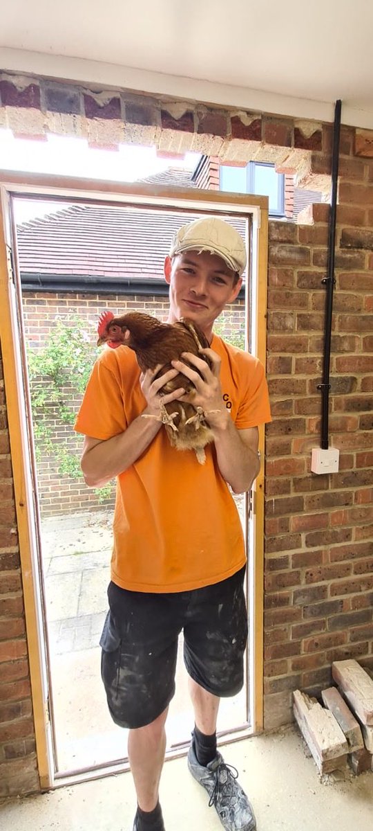 ALCoGroupUK's tweet photo. Meet our newest site supervisor 🐔👷‍♀️ Very strict on health and safety.

Our new blog: how we keep pets safe (feathered ones included) during a renovation 👇

https://t.co/k59sWVhqpP https://t.co/lHW1gL9Rr1