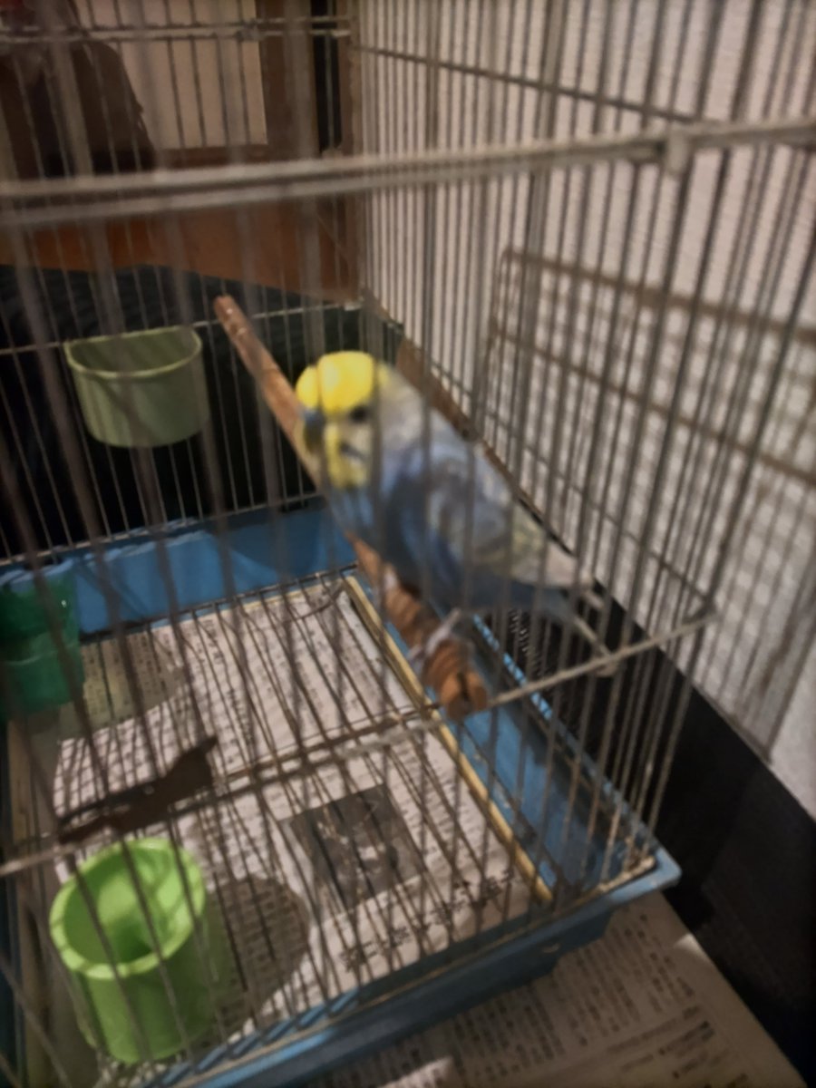 yuyuusa_'s tweet photo. 10月13日の17:30頃、セキセイインコを保護しました。
心当たりのある方は、高井戸警察署上高井戸交番に連絡してください。
よろしくお願いいたします。 https://t.co/pYwo4QyabW