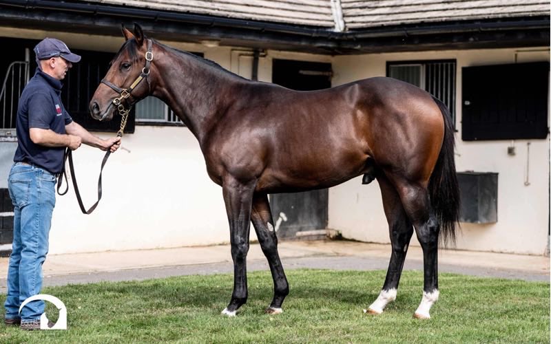 acestud_'s tweet photo. ♠️ Book 2 kicks off with Lot 495 by #Shaquille making 120,000gns!

The colt was consigned by @HillwoodStud and sold to Charlie Rosier &amp; Julia Rosier.

His dam is a full-sister to the Stakes winner Une Pointure and a half-sister to the Listed-placed Fire Fly. https://t.co/bufVFQjqkt