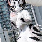 Photo by 起司 (@CheeseCat_fur)