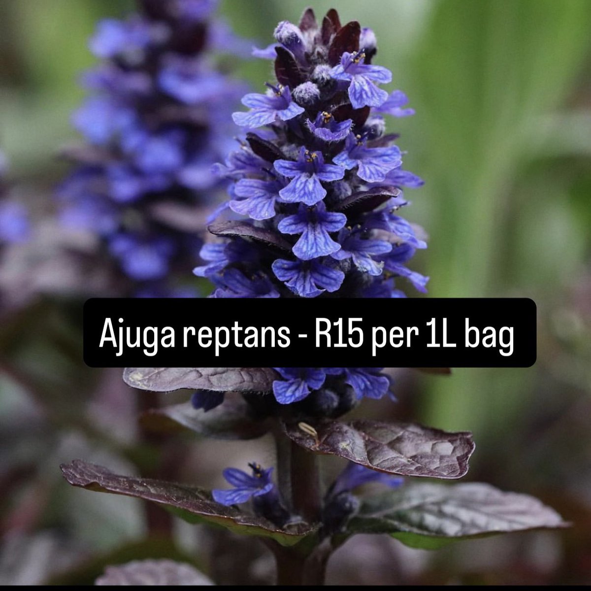 shrubscentre's tweet photo. ๐ผSALE PROMOTION๐ผ
Ajuga reptans, Carpet bugle - R15 per 1L bag
๐ 011 708 4059 / 069 897 3971
๐ https://t.co/CR53FSvmuZ
#shrubscentre #ajugareptans #carpetdaisy #loveplants #plantstagram #gardensoftheworld #gardening https://t.co/IE9ZGIjlDp
