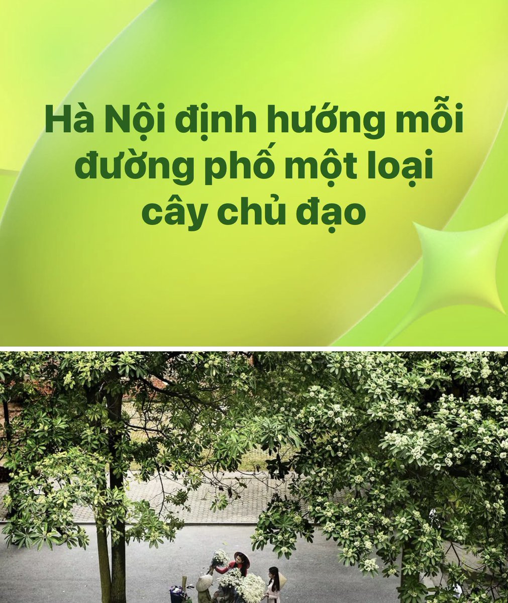 Chinnchaaa890's tweet photo. Tất cả đang bị mùa hoa sữa
Hà Nội bao vây: Mùi hương thì có thể người yêu người ghét, nhưng khung cảnh hoa nở trắng phố nên thơ cỡ này thì khó mà chê được https://t.co/FJ5Wg5izAP