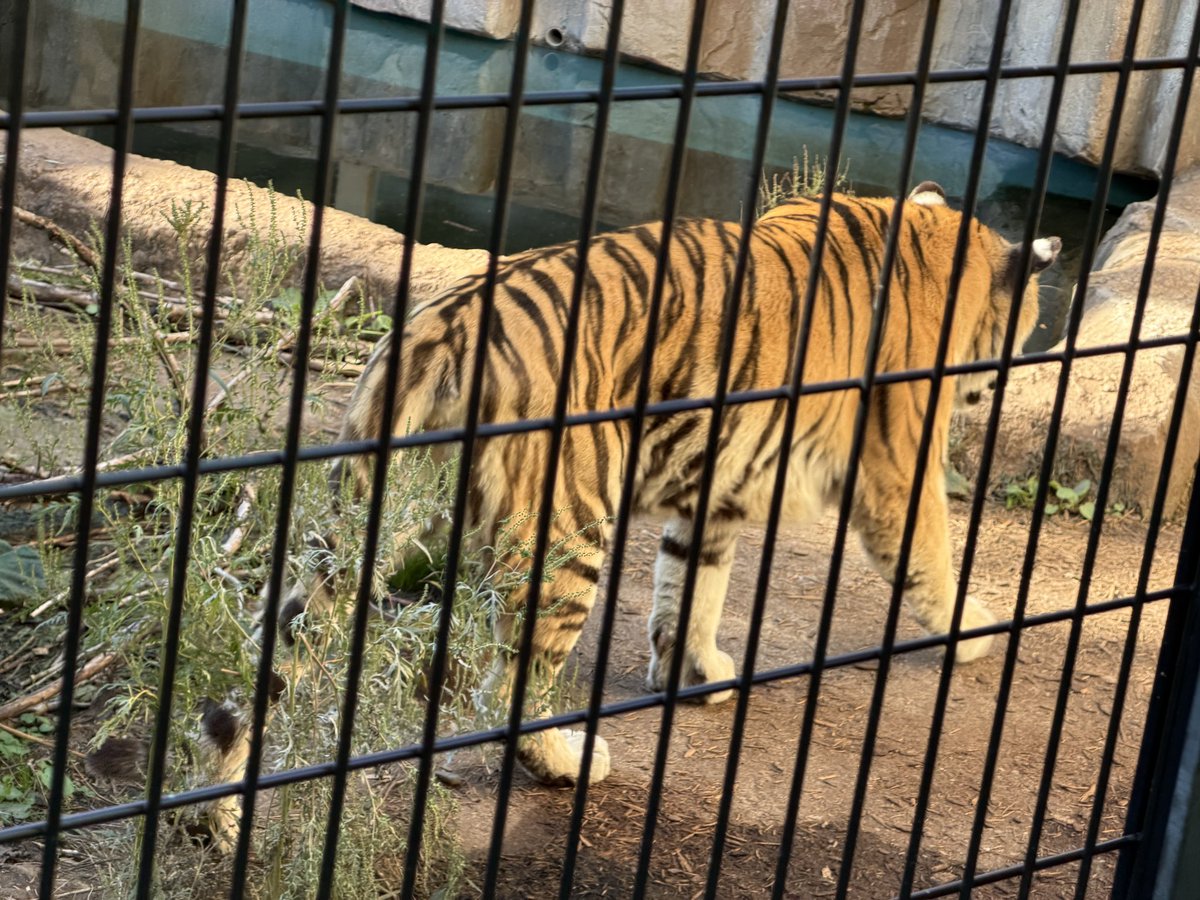 ptgrptgr's tweet photo. 今回北海道の動物園で今原が撮った可愛いおちりを見て欲しい https://t.co/pkuMRLKJxJ