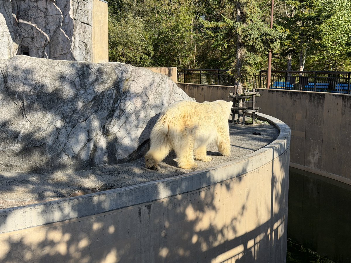 ptgrptgr's tweet photo. 今回北海道の動物園で今原が撮った可愛いおちりを見て欲しい https://t.co/pkuMRLKJxJ