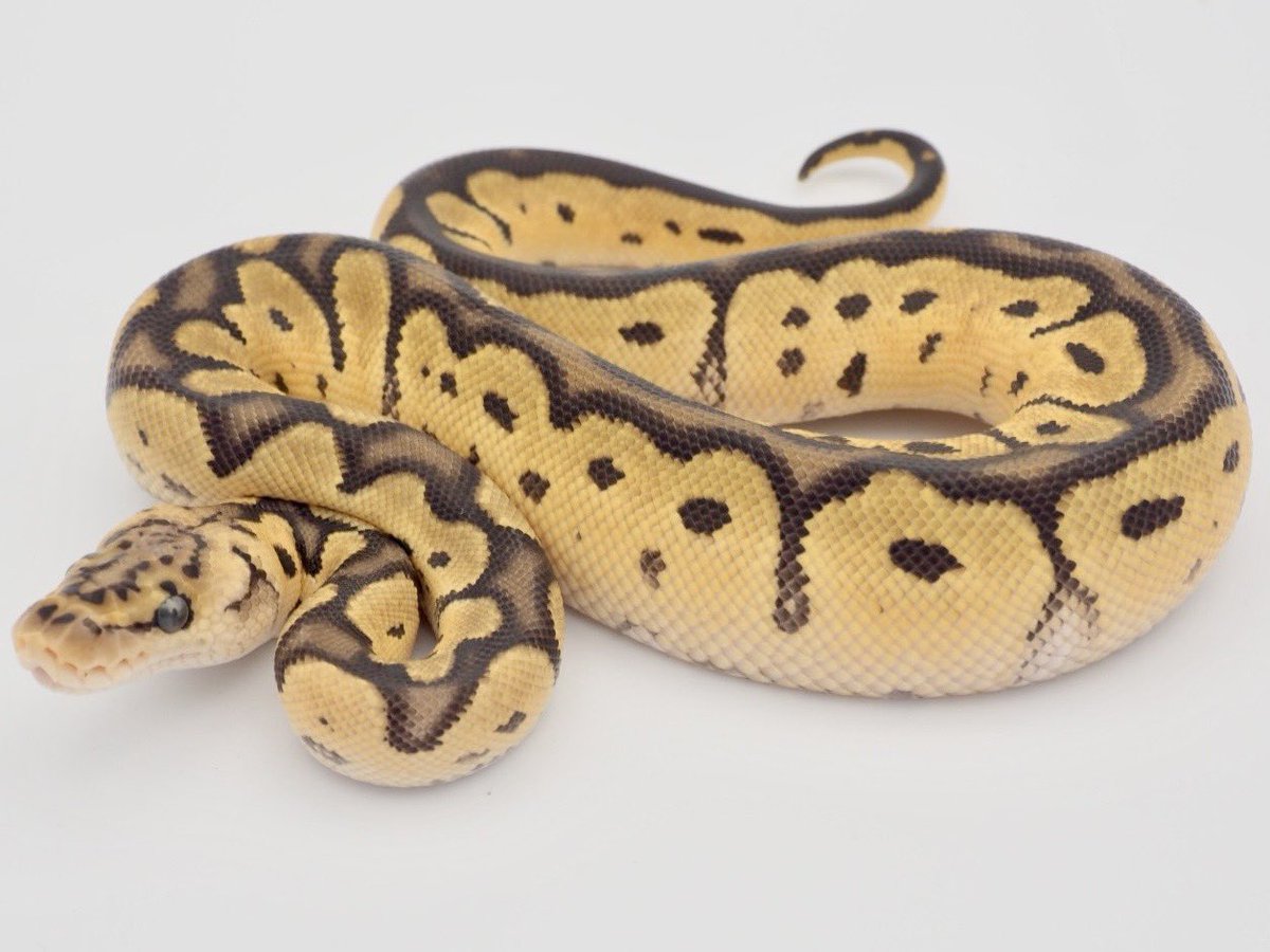 SunStarReptiles tweet picture