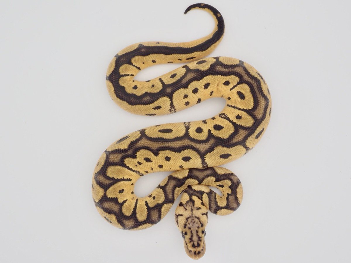 SunStarReptiles tweet picture