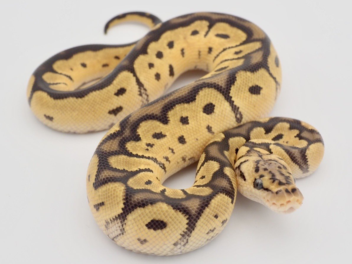SunStarReptiles tweet picture