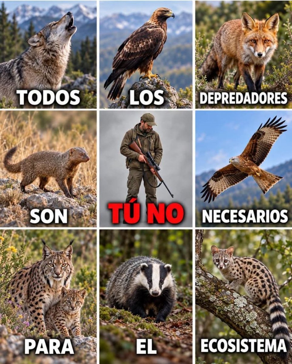 JaramaVivo's tweet photo. 🗓️Hoy es festivo, así que, hoy, también se caza.

❓Desconocemos la autoría de esta genialidad pero hay  compartirla. Simple, claro y directo.

🦊🐺"Todos los depredadores son necesarios para el ecosistema, tú, cazador, no".

La caza no gestiona, mata.

#NoALacaza https://t.co/kDFYAZo1eR