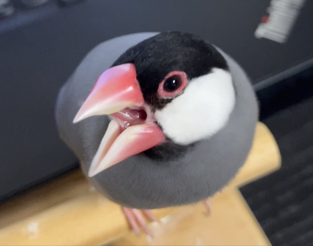 minomontatomou's tweet photo. Lはこうやって発音するんや！
#文鳥 https://t.co/tWQy232YYR