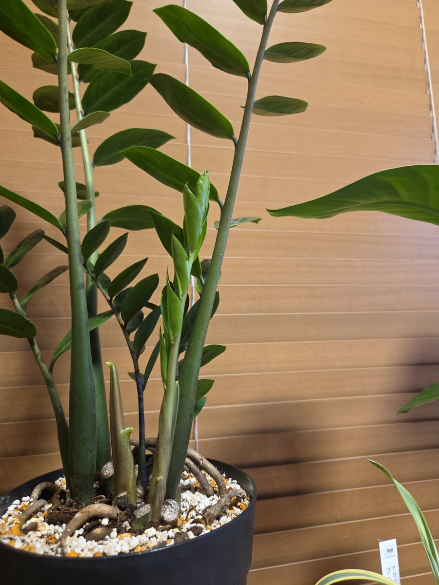 taro_o45's tweet photo. ニョキニョキ https://t.co/2AttLrk9qr