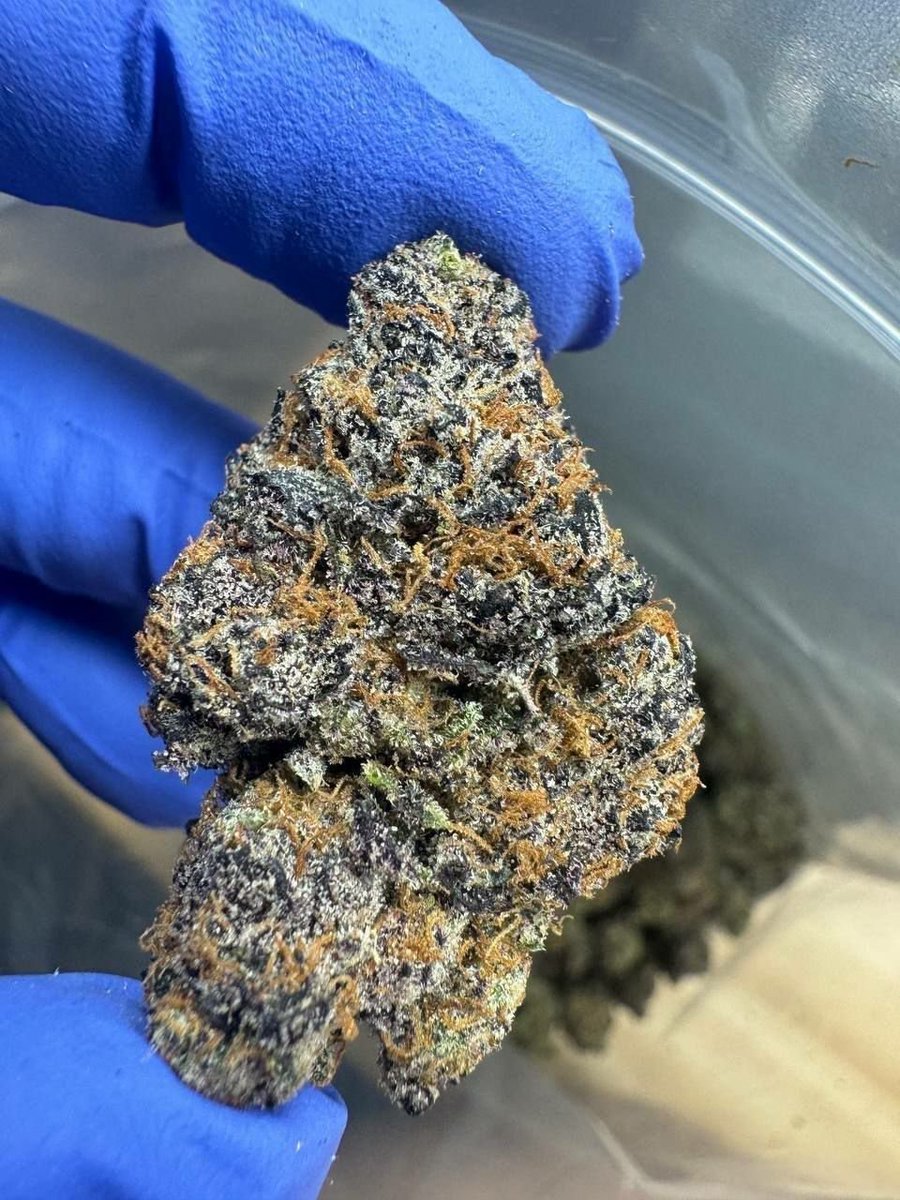 Weed_Daily1's tweet photo. My weed so good and i'm just gonna smoke some, cheers!😆

🌬️🌿✨
#drugstwt #drugtwt #weedtwt #smoke
#animalcookies #stonerfam  #CannabisCommunity #weedmob #420community #420friendly #weedsmokers #WeedLovers https://t.co/dlRekK1Xww