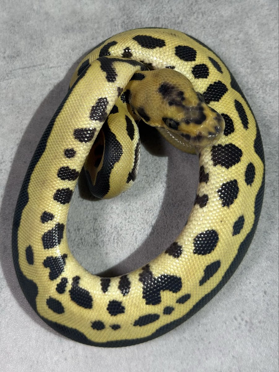 adamas_ball's tweet photo. 【NFS】 ADAMAS26CB

1.0 Leopard DG Clown het Pied 50% VPI Ax

Sleek in a brand new skin. https://t.co/3g1EM0ZY8R