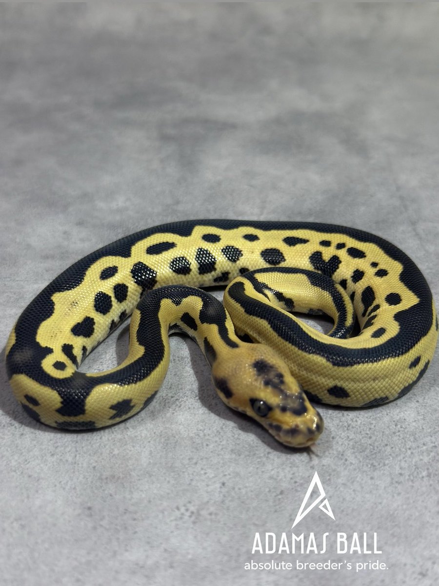adamas_ball's tweet photo. 【NFS】 ADAMAS26CB

1.0 Leopard DG Clown het Pied 50% VPI Ax

Sleek in a brand new skin. https://t.co/3g1EM0ZY8R