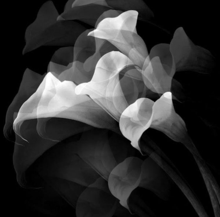carmedonnafugat's tweet photo. .

{nothing but} Robert Mapplethorpe

. https://t.co/GppnY8qJgT