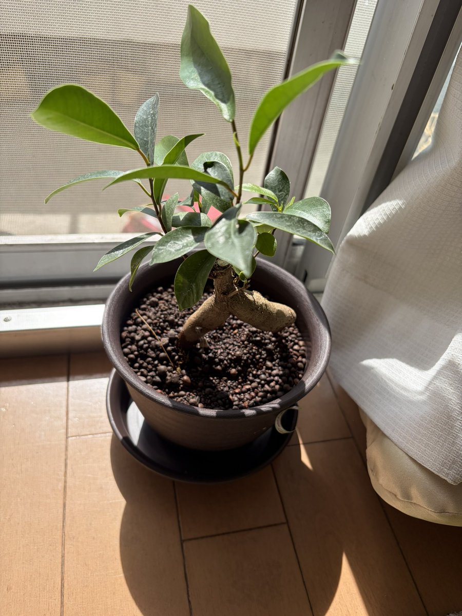 GO44261058's tweet photo. ガジュマルの観葉植物お迎えした🪴
すごく大きくなるらしいけど室内がいいらしいのでぼちぼちと育てます。
足がセクシー🦵 https://t.co/ZLyFOIb49k