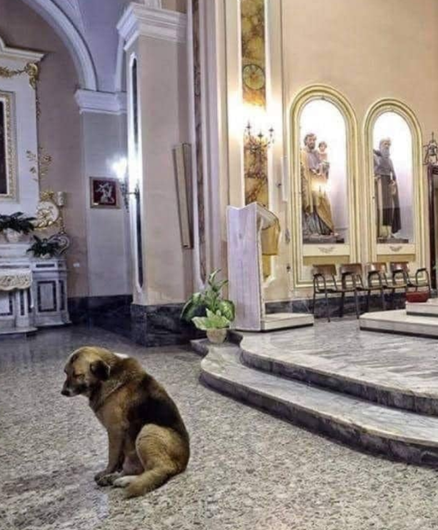 BestinDogs's tweet photo. In Italy, a heartbroken dog whose owner died two months ago has been going to the church where the funeral ceremony took place all this time.
The owner of a German shepherd named Tommy was 57-year-old Maria Margarita Loci, according to The Daily Mail.
After Maria found the little dog in the field, he became her best friend for the next 7 years. Due to the fact that the woman did not have close friends, she asked the priest for permission to go to church with Tommy.
After the death of his mistress, the dog immediately runs to the church as soon as he hears the bells announcing the beginning of the service. According to witnesses, the dog is still waiting for Mary to return from the church with him.
"He still comes to Mass even after Mary's funeral. He patiently waits next to the altar and just sits there quietly. None of the parishioners ever complained about the presence of Tommy," said priest Donato Panna.