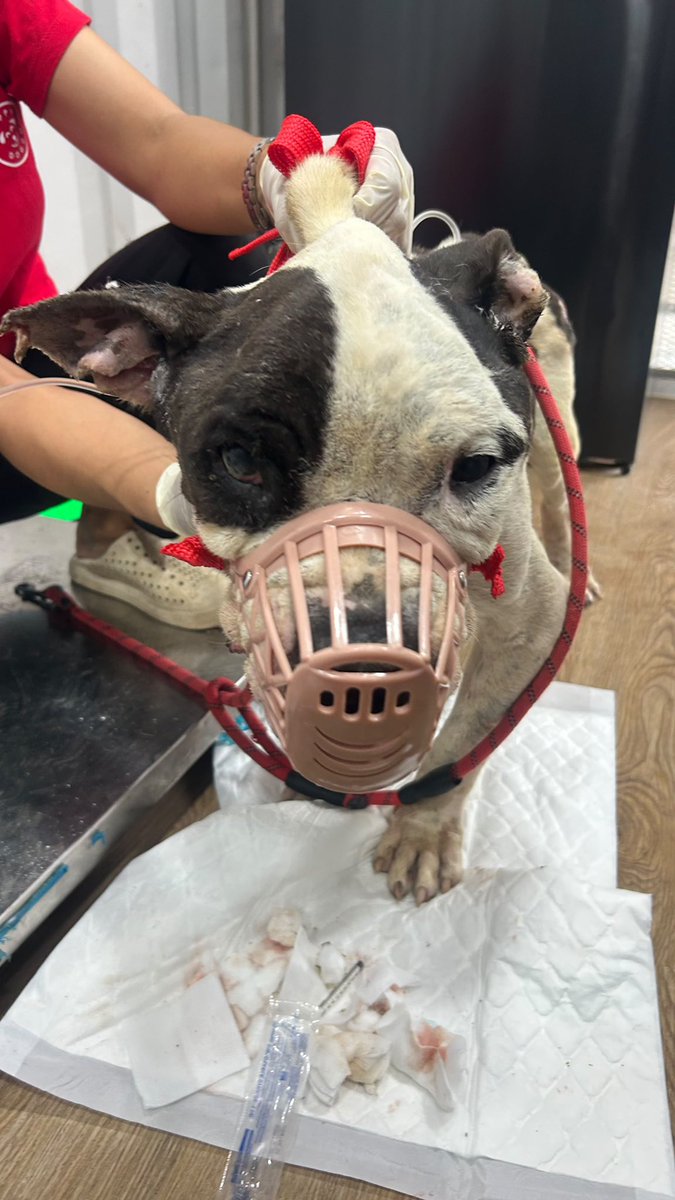 NiallHarbison's tweet photo. I decided to call him Frank because one day I hope he’ll look like a little healthy Tank. 

We’re going to have to be very patient with him but the comeback starts here we hope 🤞🤞 (8/8) https://t.co/SUEAY3UyQ0