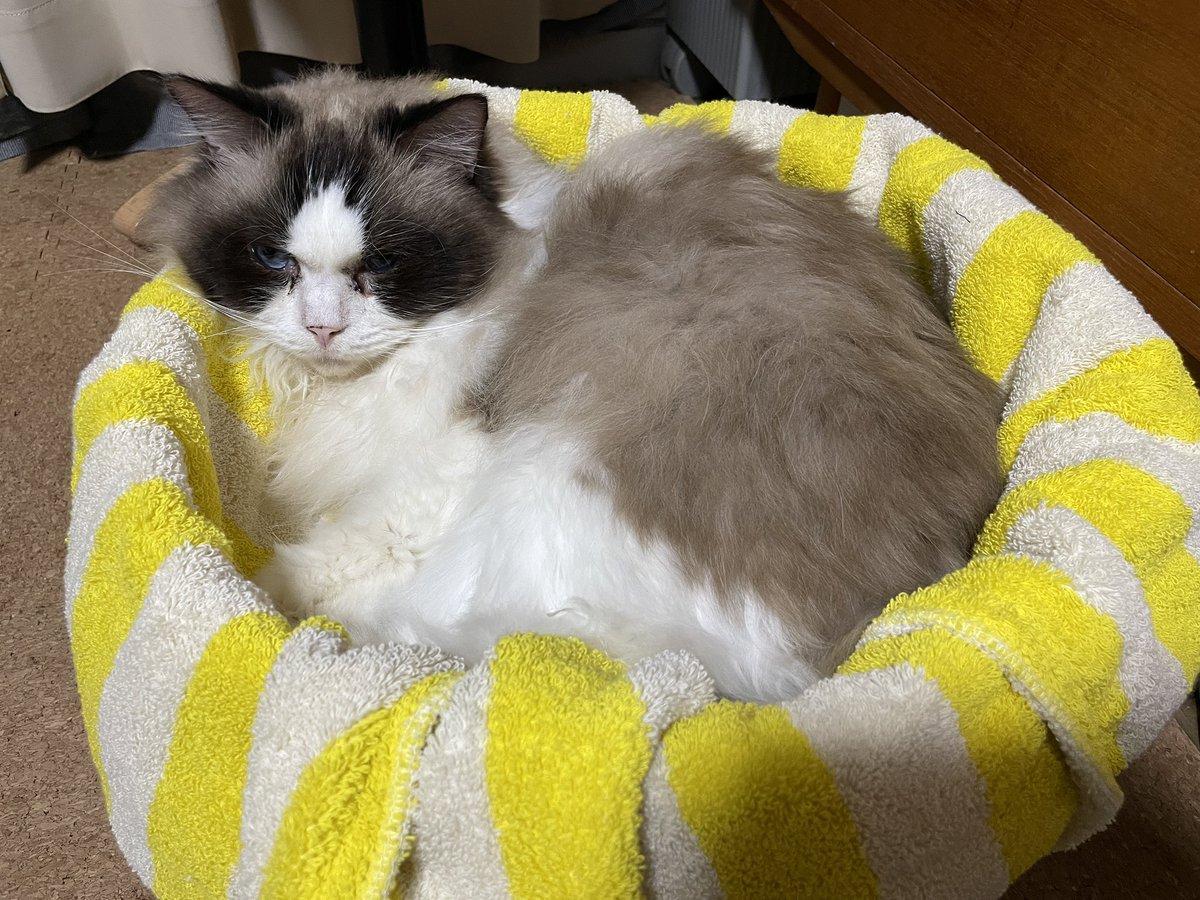bonnoircat's tweet photo. とてもいい感じで収まっている https://t.co/vUpSWA3xNc