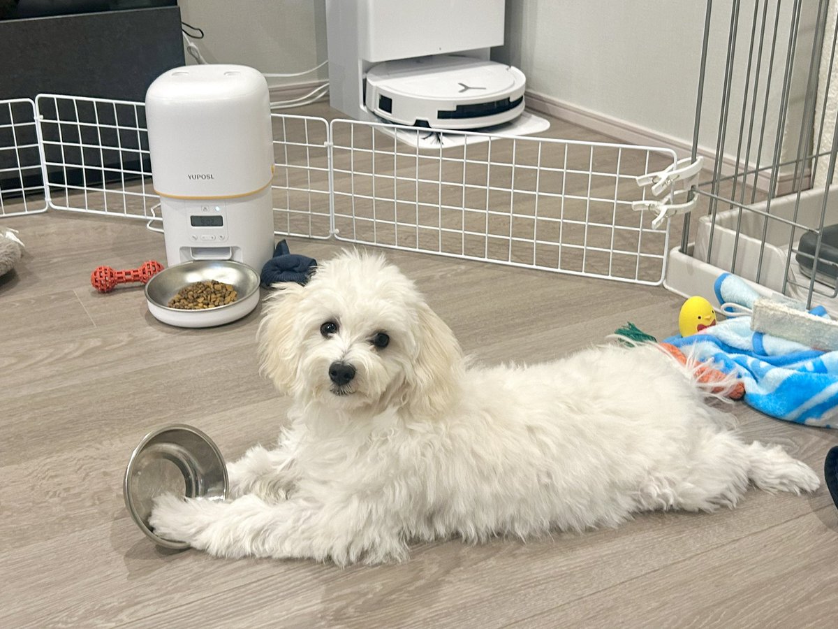 0pirune's tweet photo. メシ食わずに遊ぶ犬 https://t.co/4CbRJXRsGg