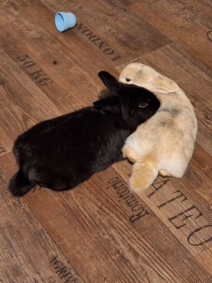 popularrabbit's tweet photo. https://t.co/R3jHGt39Nt