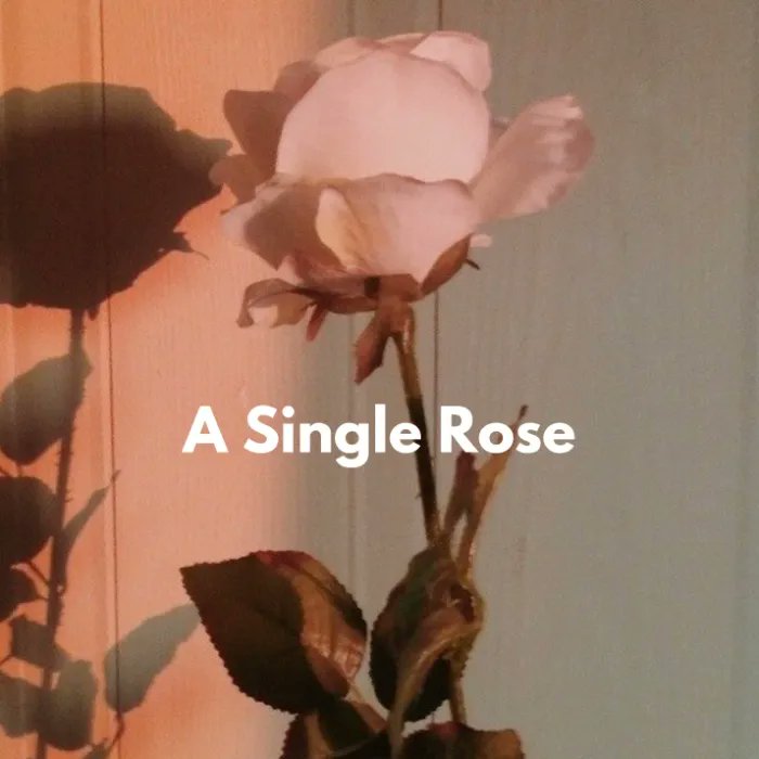 Verityslabrats's tweet photo. I’ve received Rose 🌹 from veritysdummy https://t.co/CVBX0Ei1MV