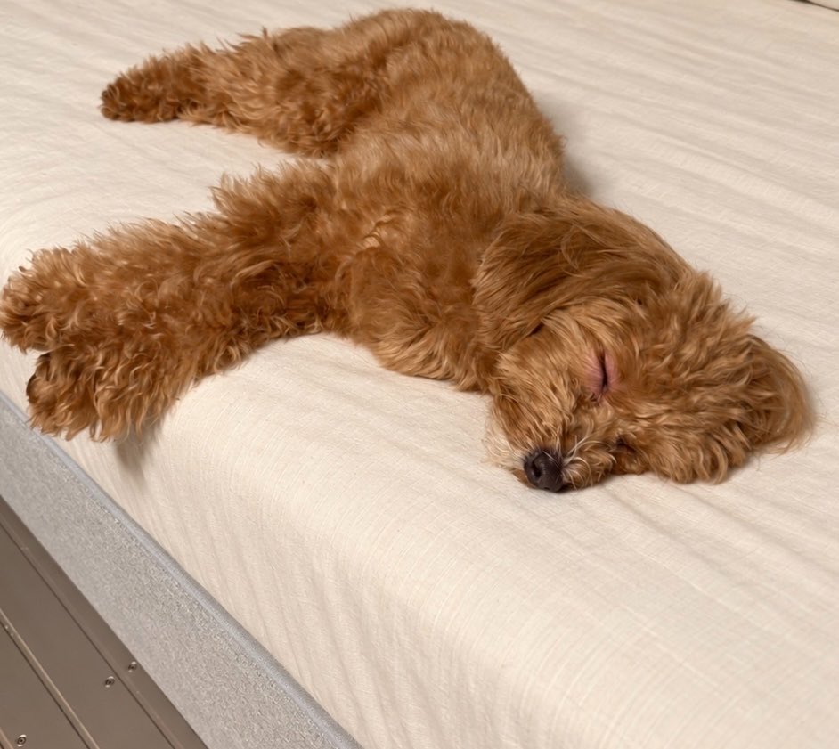 dr_yuyanyan's tweet photo. ３日連続カホン終わりました！疲れたけど楽しかったぁ！おやすみなさい💤

【yesANDワンマンまであと55日！】

🎟️ワンマンライブチケットはこちら👇
［https://t.co/f4qWQeYx9R］

🐈‍⬛yesANDファンクラブはこちら✨
［https://t.co/6YbdxHoUVD］

🪴ゆーやんの日常や配信も楽しみたい方へ☺️
ファンクラブ「ゆーやんの庭」はこちら🌱
［https://t.co/htFCyYTXXV］