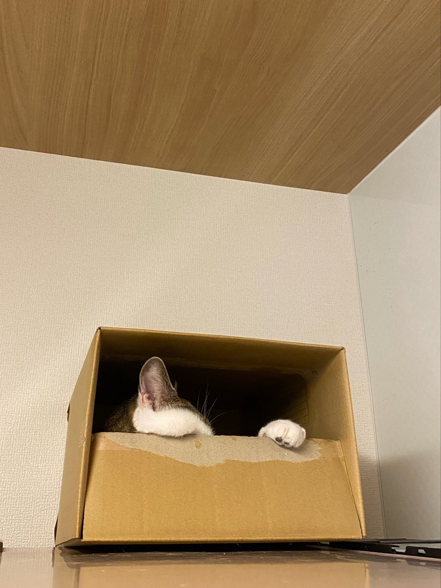 enyokov19's tweet photo. ねこさん
ダンボールにこもって扉を半分閉めるようになった。
反抗期かな https://t.co/aWIO5GqCZd