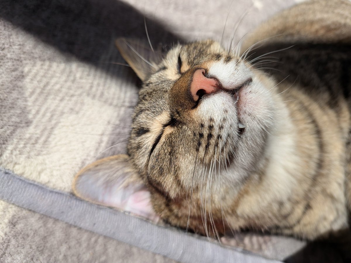 238uk8uk's tweet photo. この猫さえいればなんでもいい。 https://t.co/AffNqcKqyE
