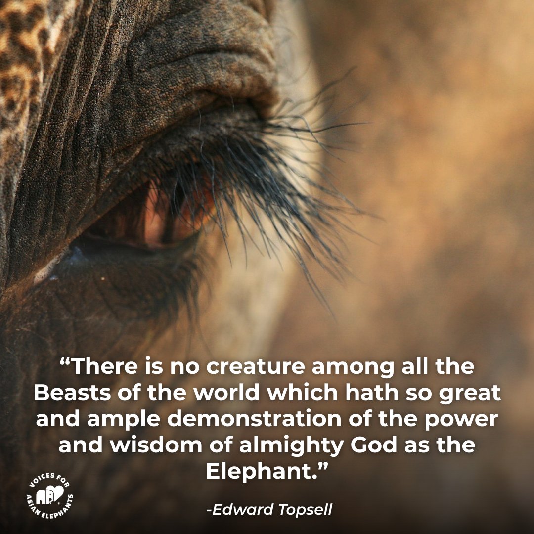 vfaes_org's tweet photo. 🙏 🐘💔 𝗜𝗙 𝗪𝗘 𝗦𝗘𝗘 𝗧𝗛𝗘 𝗗𝗜𝗩𝗜𝗡𝗘 𝗜𝗡 𝗘𝗟𝗘𝗣𝗛𝗔𝗡𝗧𝗦, 𝗪𝗛𝗬 𝗗𝗢 𝗪𝗘 𝗧𝗔𝗞𝗘 𝗔𝗪𝗔𝗬 𝗧𝗛𝗘𝗜𝗥 𝗙𝗥𝗘𝗘𝗗𝗢𝗠?
This extraordinary reflection by Edward Topsell speaks volumes about something humanity has recognized for centuries: there is something profoundly awe-inspiring about an elephant.
And yet today, five young elephants—Durga, Bijuli, Shiva, Hiralal and Rupsing—have been transported thousands of kilometres from Assam to Tamil Nadu, robbed from the world they knew and sent to religious institutions where these precious elephants will spend their lives confined, controlled and used in temple rituals.
Two of them—𝗗𝘂𝗿𝗴𝗮 𝗮𝗻𝗱 𝗕𝗶𝗷𝘂𝗹𝗶—𝗮𝗿𝗲 𝗼𝗻𝗹𝘆 𝗙𝗜𝗩𝗘 𝘆𝗲𝗮𝗿𝘀 𝗼𝗹𝗱. 💔
How did reverence become possession? How did devotion come to require removing these deeply intelligent, intensely social beings from everything an elephant naturally needs?
Perhaps the greatest way to honour the Divine is not to confine His magnificent creations—but to 𝗽𝗿𝗼𝘁𝗲𝗰𝘁 𝘁𝗵𝗲𝗺, 𝗿𝗲𝘀𝗽𝗲𝗰𝘁 𝘁𝗵𝗲𝗺 𝗮𝗻𝗱 𝗮𝗹𝗹𝗼𝘄 𝘁𝗵𝗲𝗺 𝘁𝗼 𝗹𝗶𝘃𝗲 𝗮𝘀 𝗻𝗮𝘁𝘂𝗿𝗲 𝗶𝗻𝘁𝗲𝗻𝗱𝗲𝗱. 🙏🌿
Elephants do not need to stand inside our temples for us to worship what they represent.
𝗟𝗲𝘁 𝘁𝗵𝗲𝗺 𝘀𝘁𝗮𝘆 𝘄𝗶𝘁𝗵 𝘁𝗵𝗲𝗶𝗿 𝗼𝘄𝗻 𝗸𝗶𝗻𝗱. 𝗟𝗲𝘁 𝘁𝗵𝗲𝗺 𝗲𝘅𝗽𝗲𝗿𝗶𝗲𝗻𝗰𝗲 𝘁𝗵𝗲 𝗲𝗮𝗿𝘁𝗵 𝗯𝗲𝗻𝗲𝗮𝘁𝗵 𝘁𝗵𝗲𝗶𝗿 𝗳𝗲𝗲𝘁, 𝘁𝗵𝗲 𝗰𝗼𝗺𝗽𝗮𝗻𝗶𝗼𝗻𝘀𝗵𝗶𝗽 𝗼𝗳 𝗼𝘁𝗵𝗲𝗿 𝗲𝗹𝗲𝗽𝗵𝗮𝗻𝘁𝘀, 𝗮𝗻𝗱 𝘁𝗵𝗲 𝗱𝗶𝗴𝗻𝗶𝘁𝘆 𝗼𝗳 𝘀𝗶𝗺𝗽𝗹𝘆 𝗕𝗘𝗜𝗡𝗚 𝗲𝗹𝗲𝗽𝗵𝗮𝗻𝘁𝘀.
🎥 𝗪𝗔𝗧𝗖𝗛. 𝗦𝗛𝗔𝗥𝗘. 𝗦𝗣𝗘𝗔𝗞 𝗨𝗣. Every person who learns what is happening becomes another heart that may begin to question it.
And enough awakened hearts can become a movement. 🐘💚
𝗧𝗥𝗨𝗘 𝗥𝗘𝗩𝗘𝗥𝗘𝗡𝗖𝗘 𝗦𝗛𝗢𝗨𝗟𝗗 𝗦𝗘𝗧 𝗧𝗛𝗘𝗠 𝗙𝗥𝗘𝗘.
#MondayMotivation #BabyElephants #AsianElephants #SaveTheElephants #EndElephantCaptivity