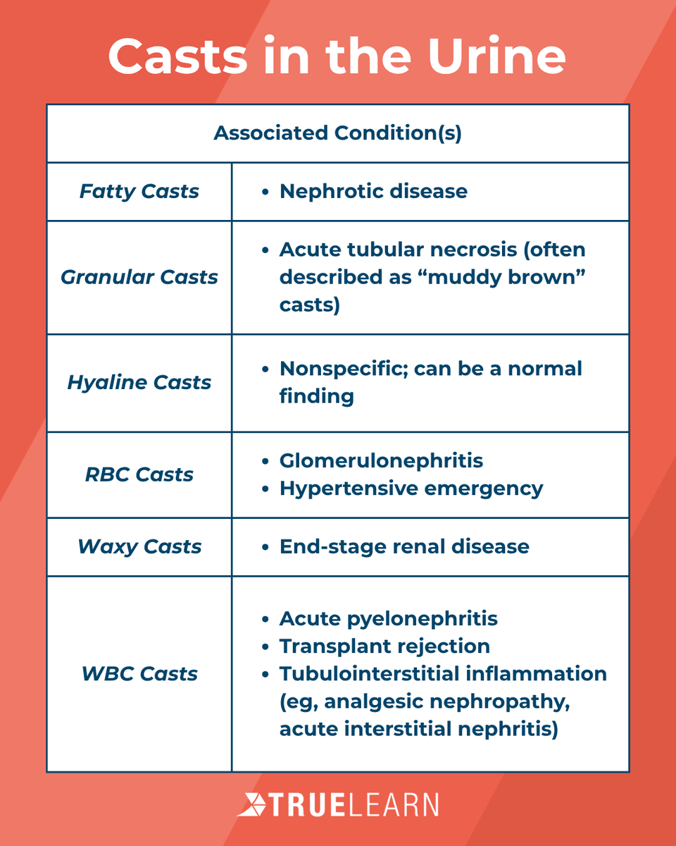 TrueLearnLLC's tweet photo. Make sure you know the differential diagnosis for urinary casts! Save this post for yourself or share with another learner who could use the reminder. 🧠 #TrueLearn #studysession https://t.co/LlX75RB6N8