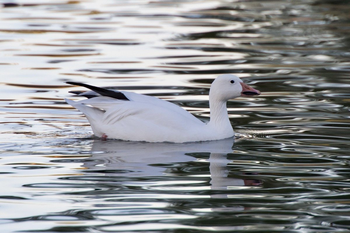 BirdorPlaneNA's tweet photo. It's a bird! 🐦

Snow Goose (Anser caerulescens), heard yesterday evening, 80% confidence.

#BirdsOfTwitter #Birding https://t.co/aaKy7DqGLa