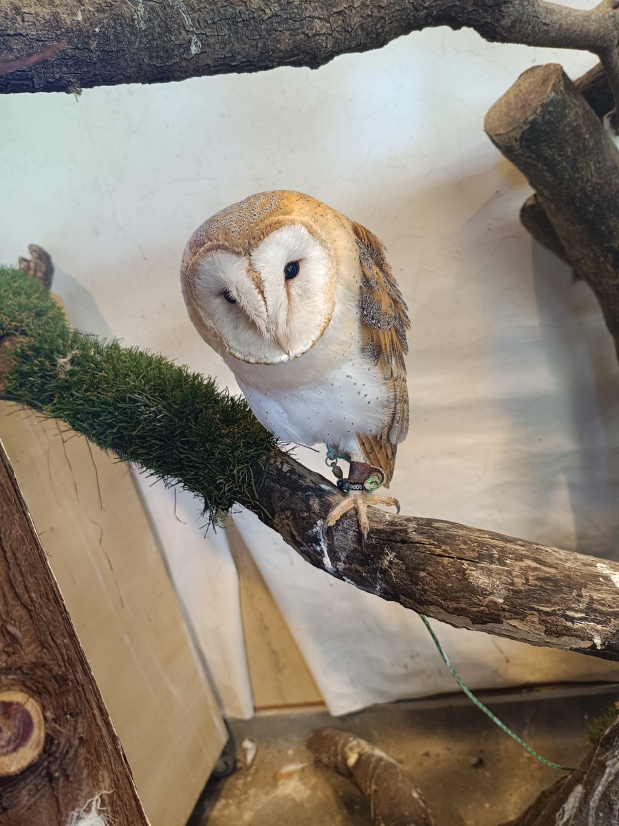 IT3_ROAM's tweet photo. シャボテン公園のフクロウ🦉
​#伊豆シャボテン動物公園
#フクロウ
#伊豆旅行
#静岡観光 https://t.co/9vYmcoUqHq