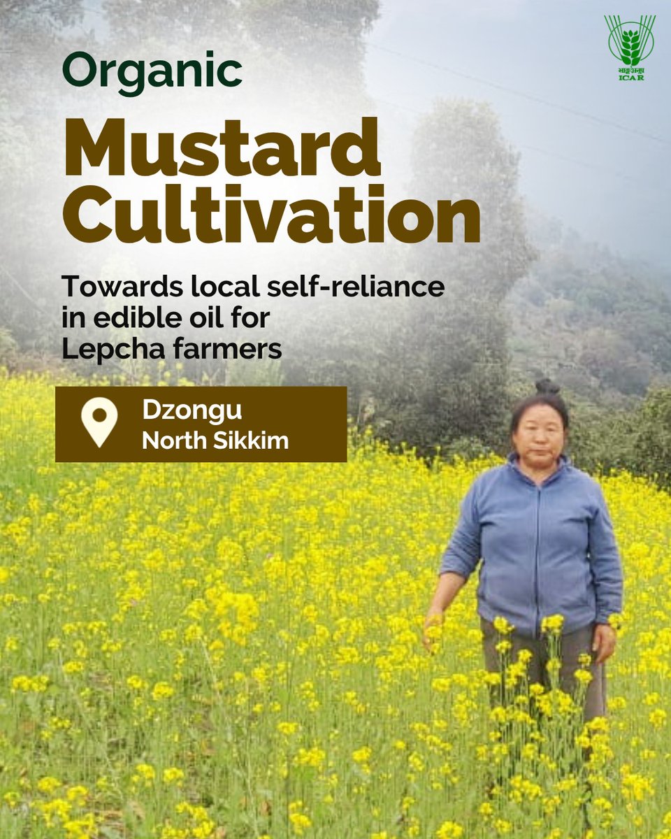 icarindia's tweet photo. ICAR empowers Lepcha farmers in Dzongu, Sikkim, through organic mustard cultivation, improved varieties and 6 community oil expellers—strengthening local edible oil self-reliance and rural livelihoods. #ICAR #OrganicFarming #Oilseeds @ChouhanShivraj @PIB_India @AgriGoI https://t.co/zztbampRKB