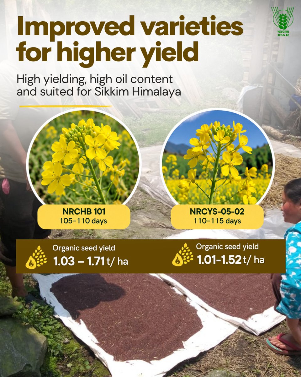 icarindia's tweet photo. ICAR empowers Lepcha farmers in Dzongu, Sikkim, through organic mustard cultivation, improved varieties and 6 community oil expellers—strengthening local edible oil self-reliance and rural livelihoods. #ICAR #OrganicFarming #Oilseeds @ChouhanShivraj @PIB_India @AgriGoI https://t.co/zztbampRKB