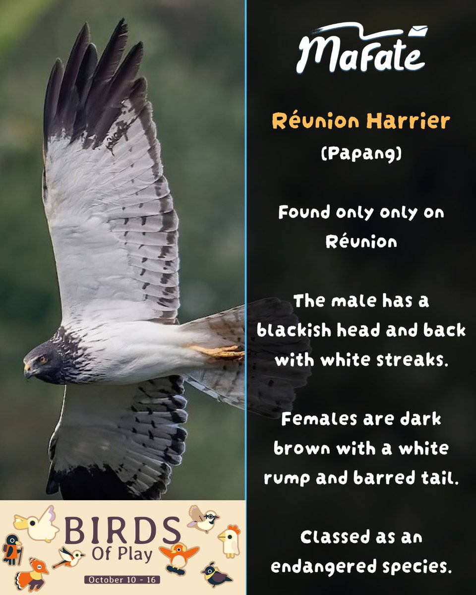 BlueRidgeGames's tweet photo. The Papang (Réunion Harrier) exists ONLY on Réunion, and it's endangered. 🦅 Meet its in-game counterpart in MAFATE during Birds of Play on Steam, Oct 10–16. Wishlist now 👇
https://t.co/3GDcLsScW4
#MAFATE #BirdsOfPlay #SteamEvent https://t.co/DElQeFrqGU