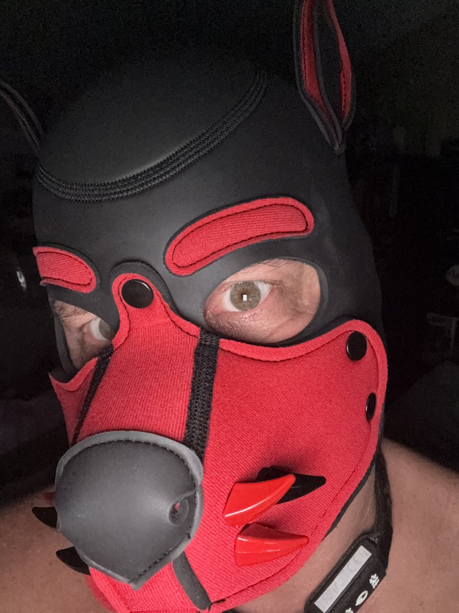 Pup_Draven's tweet photo. https://t.co/t4Xzl5nspp