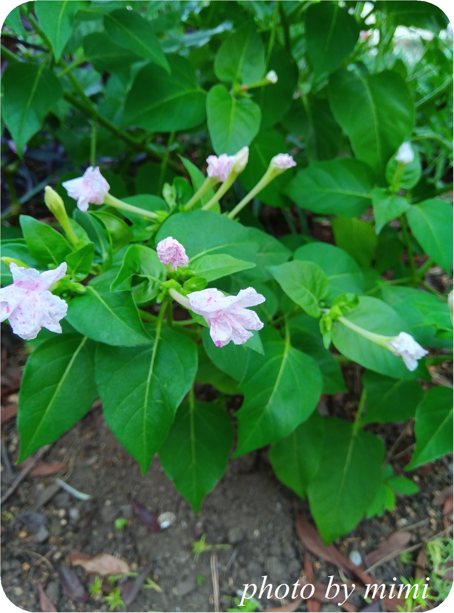 mimicafe5's tweet photo. 今日のお花は、白粉花（オシロイバナ）です♪
オシロイバナ科オシロイバナ属、南アメリカ原産

夕方から芳香を放つ花を咲かせるため、夕化粧の別名もあります

黒い種の中にある胚乳が、白粉に似ています
夕方から咲くのは、夜行性の昆虫を引き寄せるため

花言葉は、臆病・内気・恋を疑う https://t.co/4rOkPs3tsH