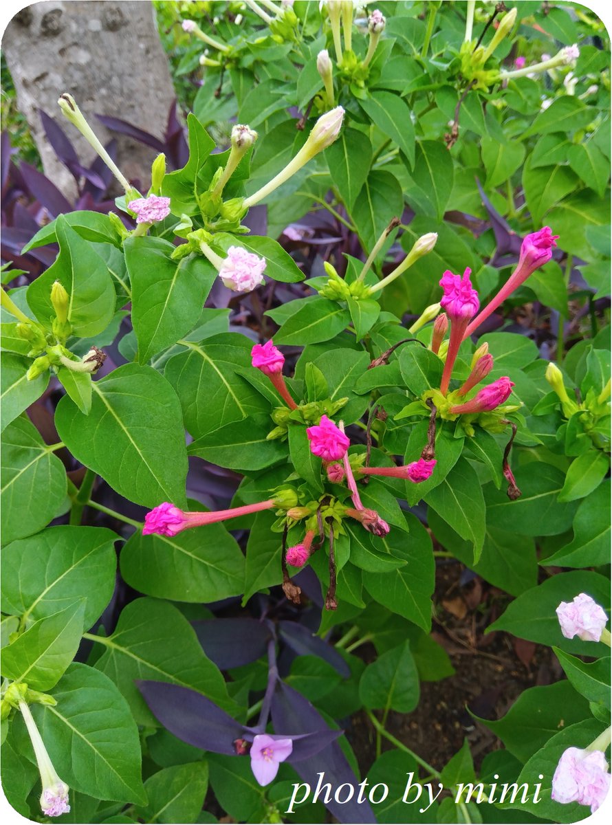 mimicafe5's tweet photo. 今日のお花は、白粉花（オシロイバナ）です♪
オシロイバナ科オシロイバナ属、南アメリカ原産

夕方から芳香を放つ花を咲かせるため、夕化粧の別名もあります

黒い種の中にある胚乳が、白粉に似ています
夕方から咲くのは、夜行性の昆虫を引き寄せるため

花言葉は、臆病・内気・恋を疑う https://t.co/4rOkPs3tsH
